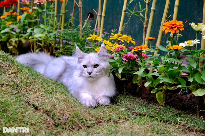 Con mèo Maine Coon có màu sắc hiếm mà chị Diệp đang nuôi có giá trị lên tới 400 triệu đồng.