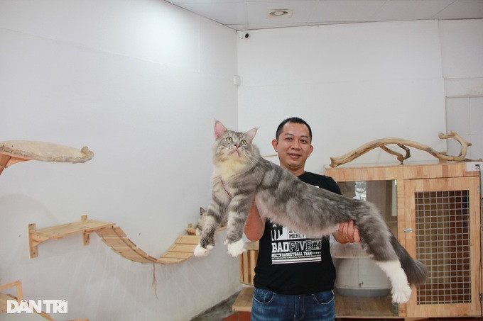 Con mèo này thuộc dòng Maine Coon, nặng khoảng 10kg, dài khoảng 1m, có giá 150 triệu đồng.