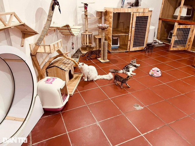 Những con mèo "quý tộc" có ngoại hình đẹp mắt, lông mượt đủ màu và hoa văn với cân nặng 5-12kg được giới sành chơi ở Hà Nội săn đón, sẵn sàng đầu tư từ vài chục triệu đến vài trăm triệu đồng để mua.
