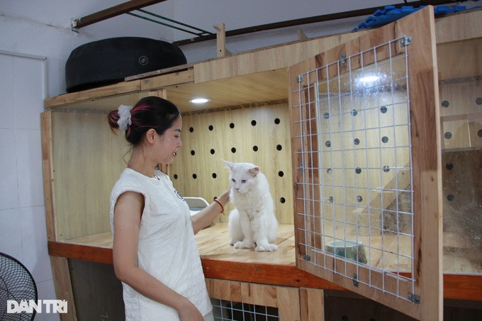 Từ khi nuôi mèo cảnh, chị và gia đình thấy vui vẻ hơn, coi chúng như một thành viên không thể thiếu trong cuộc sống sinh hoạt hàng ngày.