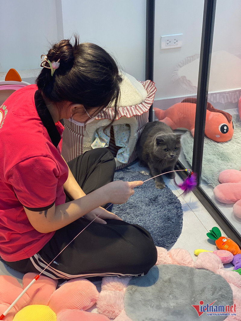 Ngoài chăm sóc, nhân viên phải dành thời gian chơi với thú cưng. Ngoài chăm sóc, nhân viên phải dành thời gian chơi với thú cưng.