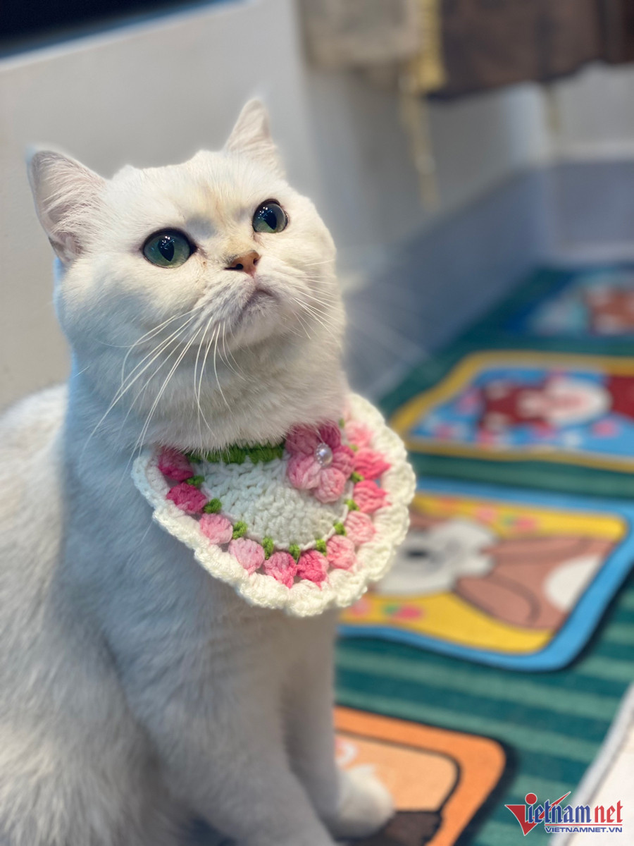 2023 là năm Mão nên mèo được nhiều khách hàng chú trọng chăm sóc, cưng chiều. 2023 là năm Mão nên mèo được nhiều khách hàng chú trọng chăm sóc, cưng chiều.