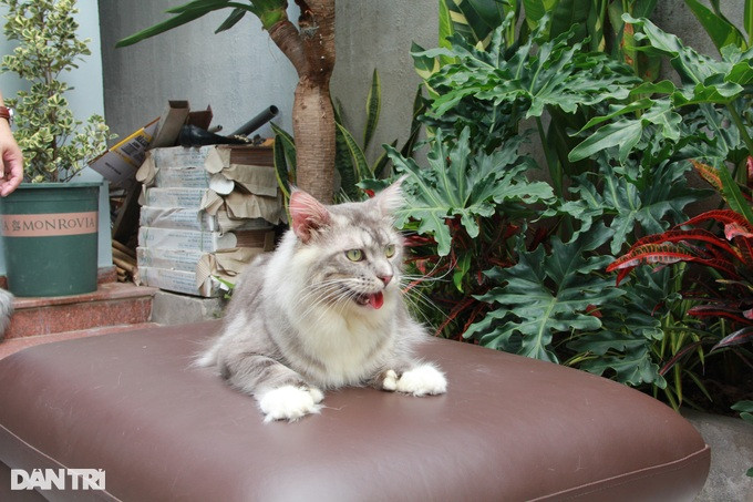 Để duy trì bộ lông đẹp, mèo được dưỡng lông bằng cách uống canxi, mỡ bò, dầu cá và vitamin,... và tắm táp định kỳ từ 7-10 ngày. Nếu lông dính ít bẩn, người nuôi sẽ tắm khô cho chúng.