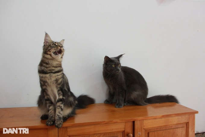 Ngoài chế độ ăn uống ngày 3-4 bữa, tẩm bổ bằng tảo biển, phô mai,... những con mèo "quý tộc" này còn được chăm sóc kỳ công từ dưỡng lông, vận động giữ dáng cho đến tham gia các cuộc thi,... để tăng sự dạn dĩ.