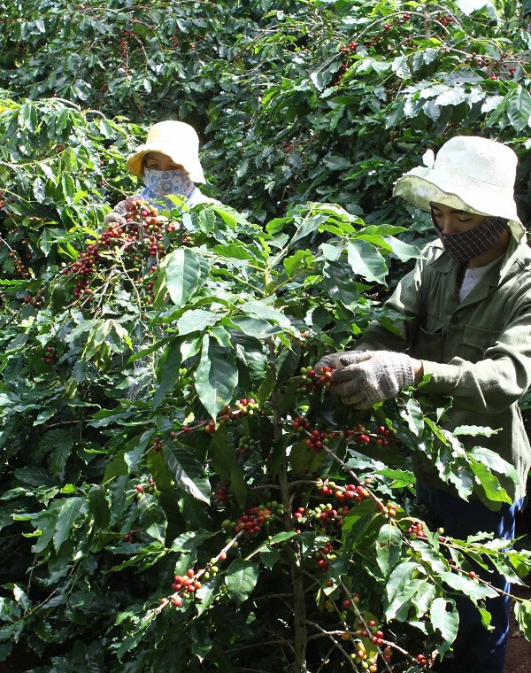 Cà phê rớt giá, nông dân và doanh nghiệp lao đao ảnh 1