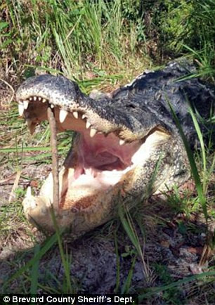 Trốn cảnh sát trong bụi rậm, tên trộm xấu số bị cá sấu ăn thịt ảnh 2