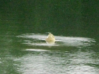 Cụ Rùa bơi ra giữa hồ Gươm