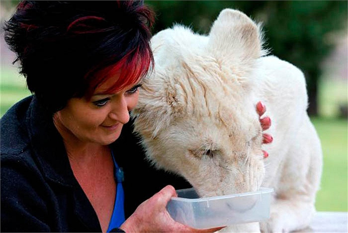 Để có được mọt chú sư tử thoải mái đi lại, nằm ngủ trên giường, Annel phải vất vả xin được giấy phép của Cục bảo tồn thiên nhiên quốc gia