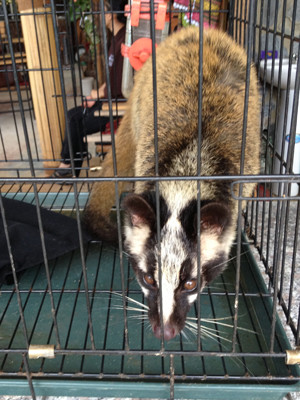 Nuôi nhốt chồn trong chuồng. Nuôi nhốt chồn trong chuồng