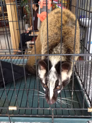 Nuôi nhốt chồn trong chuồng 