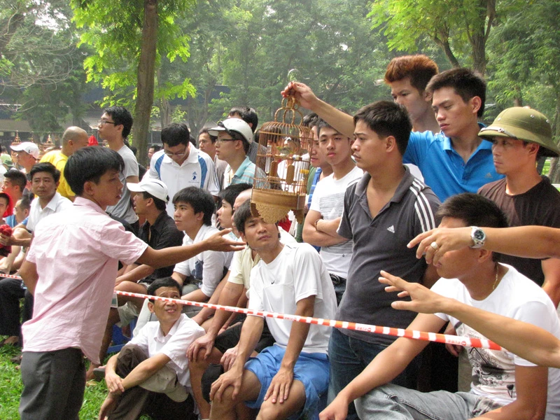 Những chú chim không đáp ứng tiêu chuẩn lần lượt bị loại khỏi các vòng đấu