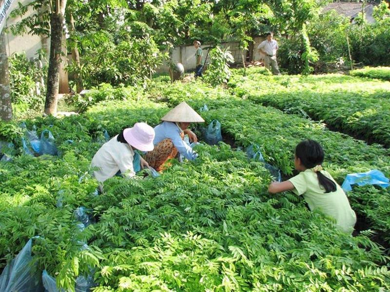 Nhiều người lao động có việc làm từ việc ươm sưa giống. Ảnh: Đức Kế