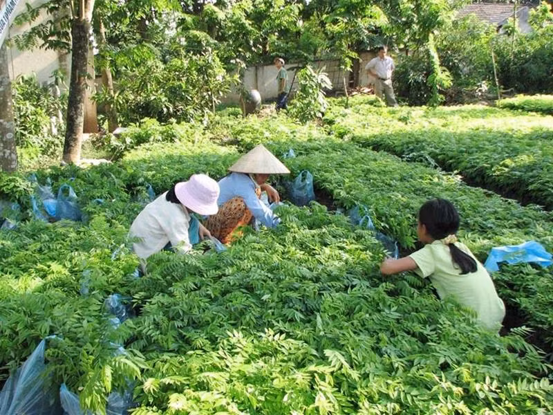 Nhiều người lao động có việc làm từ việc ươm sưa giống. Ảnh: Đức Kế