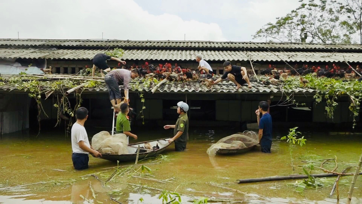 Để hỗ trợ người dân khắc phục hậu quả do bão số 3, Công an huyện Ba Vì đã xuống đồng gặt lúa, tới từng gia đình giúp người dân di dời tài sản, bảo vệ đàn gia súc, gia cầm.
