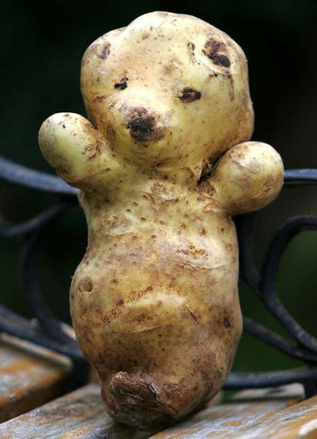 Cà chua có hai sừng ở Lancashire - Anh Củ khoai tây giống trái tim của xứ Wales Quả dưa chuột giống một con vịt đang bơi được tìm thấy ở Lincolnshire - Anh Quả lạc tiên có hình thù tế nhị được phát hiện tại thành phố San Jose de Ribamar - Brazil Quả mướp đắng hình chim hạc ở tỉnh Saitama - Nhật Bản Rễ cây có hình dáng giống người đàn ông tìm thấy ở Phúc Kiến - Trung Quốc Củ khoai tây hình con gấu ở Cambridge Củ hà thủ ô hình người tìm thấy ở Khúc Giang - Trung Quốc Quả cà chua mọc hai tai giống hình con thỏ ở Hampshire - Anh Cà chua có hai sừng ở Lancashire - Anh Củ khoai tây giống trái tim của xứ Wales Quả dưa chuột giống một con vịt đang bơi được tìm thấy ở Lincolnshire - Anh Quả lạc tiên có hình thù tế nhị được phát hiện tại thành phố San Jose de Ribamar - Brazil Quả mướp đắng hình chim hạc ở tỉnh Saitama - Nhật Bản Rễ cây có hình dáng giống người đàn ông tìm thấy ở Phúc Kiến - Trung Quốc Củ khoai tây hình con gấu ở Cambridge Củ hà thủ ô hình người tìm thấy ở Khúc Giang - Trung Quốc Quả cà chua mọc hai tai giống hình con thỏ ở Hampshire - Anh