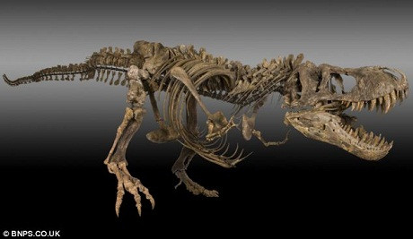 Bộ xương của con khủng long T-rex rất hiếm, cả thế giới chỉ có 20 bộ từng được tìm thấy, trong đó tính cả bộ vừa mới được đào lên này. Bộ xương mới được tìm thấy còn khoảng 40% số xương hoàn chỉnh của một con T-rex trưởng thành. Bộ xương của con khủng long T-rex rất hiếm, cả thế giới chỉ có 20 bộ từng được tìm thấy, trong đó tính cả bộ vừa mới được đào lên này. Bộ xương mới được tìm thấy còn khoảng 40% số xương hoàn chỉnh của một con T-rex trưởng thành