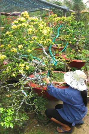 Cây kiểng bông trang chơi tết có giá nghìn đô ảnh 1