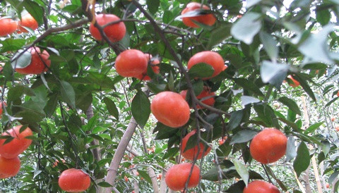 Cam Canh, Bưởi Diễn lại 'cháy hàng' dịp giáp Tết ảnh 1