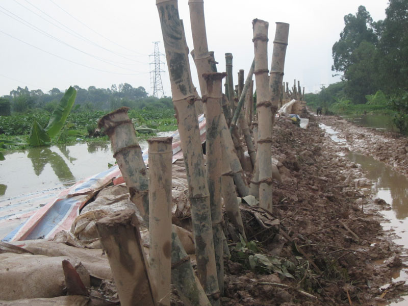 Đoạn đê dài đã được gia cố xong