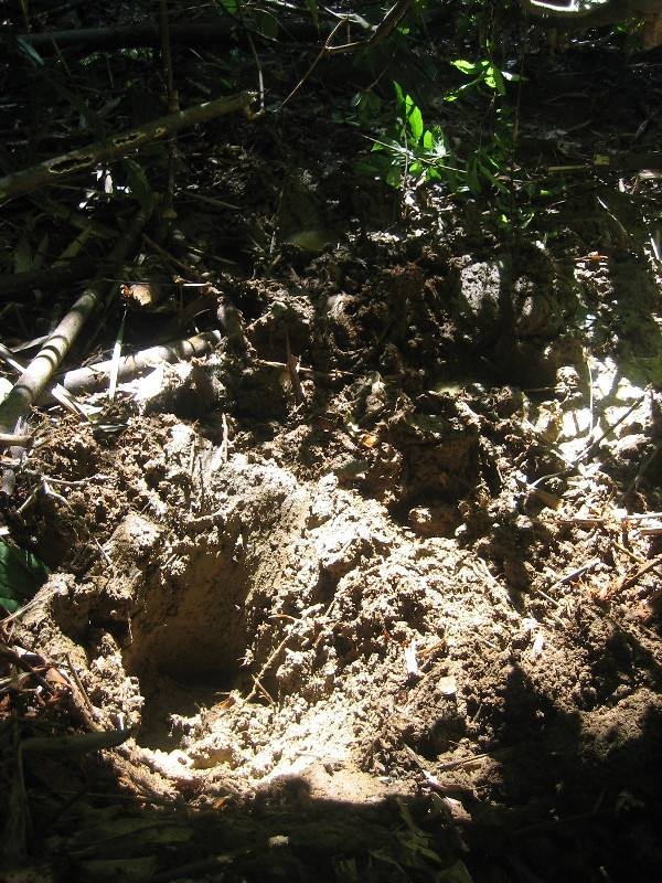 Dấu chân của tê giác Java