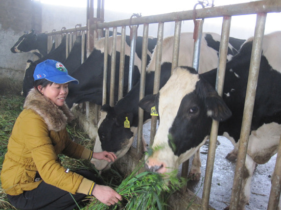 Chị Phạm Thị Hương (vợ anh Thái) đang chăm sóc bò sữa