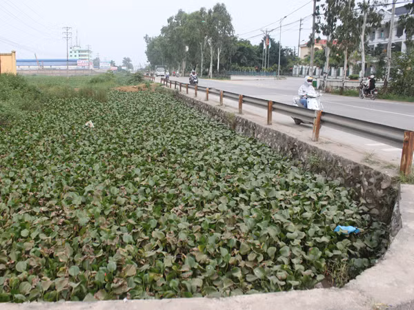 Kênh tiêu cạnh đường 70 (đoạn qua huyện Thanh Trì) đặc kín bèo tây Ảnh: Trường Văn