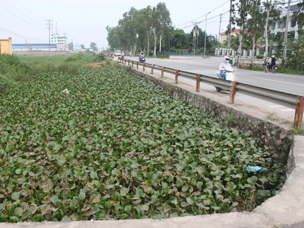 Kênh tiêu cạnh đường 70 (đoạn qua huyện Thanh Trì) đặc kín bèo tây Ảnh: Trường Văn