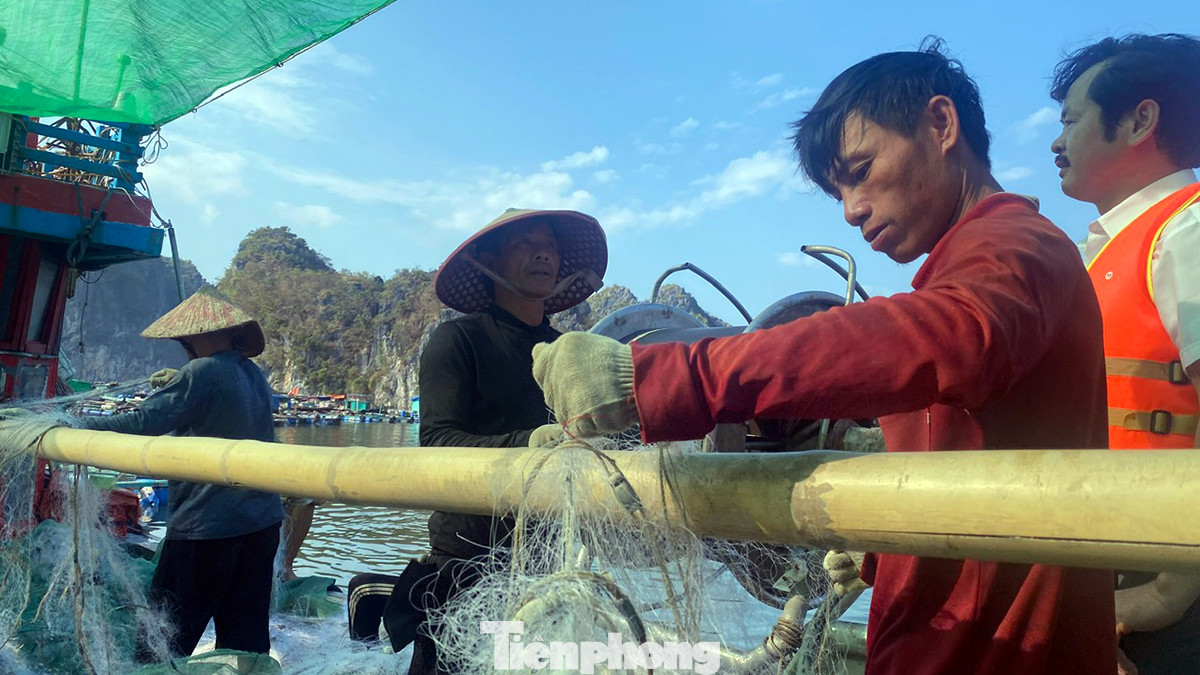Ngư dân neo đậu trú bão ở Cát Bà sửa sang lưới, chuẩn bị ra khơi đánh bắt thủy sản. Ngư dân neo đậu trú bão ở Cát Bà sửa sang lưới, chuẩn bị ra khơi đánh bắt thủy sản.