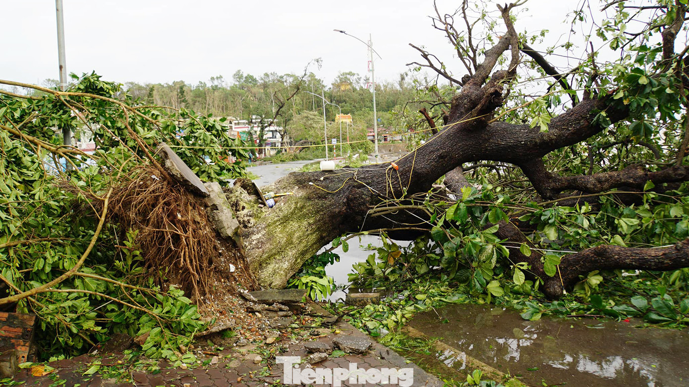 Dọc đường ven biển, các bãi tắm ở Đồ Sơn ngổn ngang cây xanh, cây cổ thụ bật gốc, chắn ngang đường khiến giao thông tê liệt. Dọc đường ven biển, các bãi tắm ở Đồ Sơn ngổn ngang cây xanh, cây cổ thụ bật gốc, chắn ngang đường khiến giao thông tê liệt.