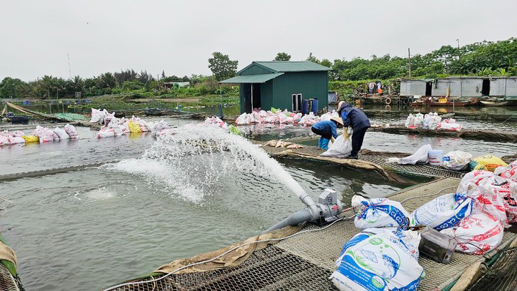 Người dân vừa vớt cá, thu gom bán cho đơn vị làm phân bón, vừa tăng cường bơm nước tăng oxy hòa tan trong lồng nuôi giảm thiệt hại cá chết. Ảnh: H.N