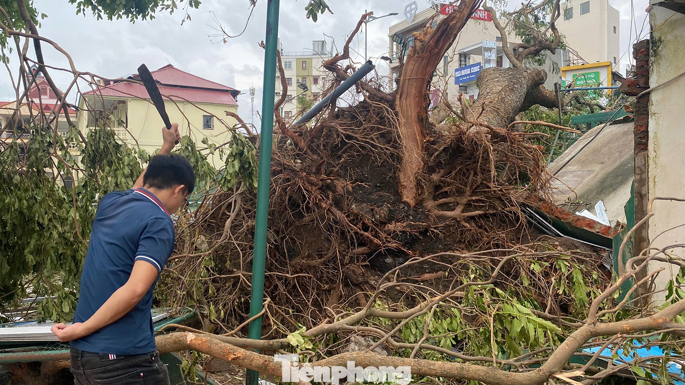 Một cây xà cừ hàng chục năm tuổi ở cổng sân vận động Lạch Tray bật gốc, đổ ra đường. Do số lượng hàng nghìn cây xanh các tuyến phố bị bão quật đổ nên lực lượng chức năng xử lý không xuể.