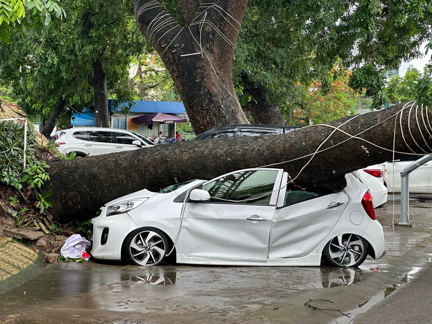 Một cây xà cừ cổ thụ trong Cung Văn hóa thể thao Thanh niên Hải Phòng bung gốc, đè bẹp một ô tô nhãn hiệu Kia. Cây xà cừ này có đường kính gốc khoảng 1m, đổ rạp đè bẹp ô tô và cột đèn.