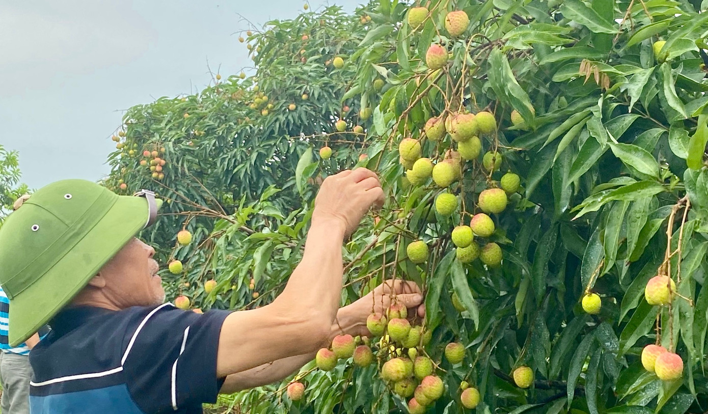 Vải lai chín sớm đầu mùa.