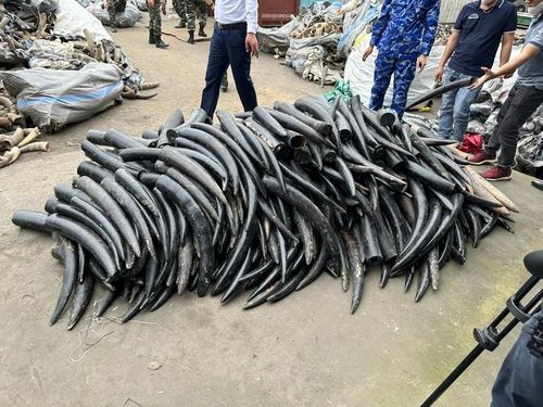 Lực lượng chức năng kiểm đếm số ngà voi nhập trái phép. Lực lượng chức năng kiểm đếm số ngà voi nhập trái phép.