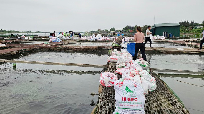 Người dân Hải Dương vớt cá chết hàng loạt. Ảnh: Thành Đạt/BHD Người dân Hải Dương vớt cá chết hàng loạt. Ảnh: Thành Đạt/BHD