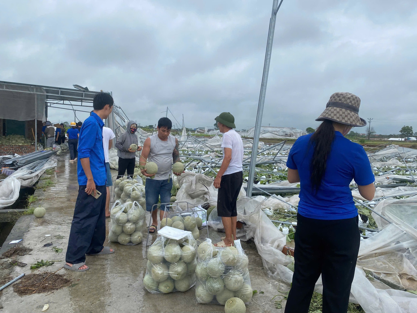 Thanh niên tình nguyện tỉnh Hải Dương hỗ trợ nông dân thu hoạch nông sản sau bão số 3. Thanh niên tình nguyện tỉnh Hải Dương hỗ trợ nông dân thu hoạch nông sản sau bão số 3.