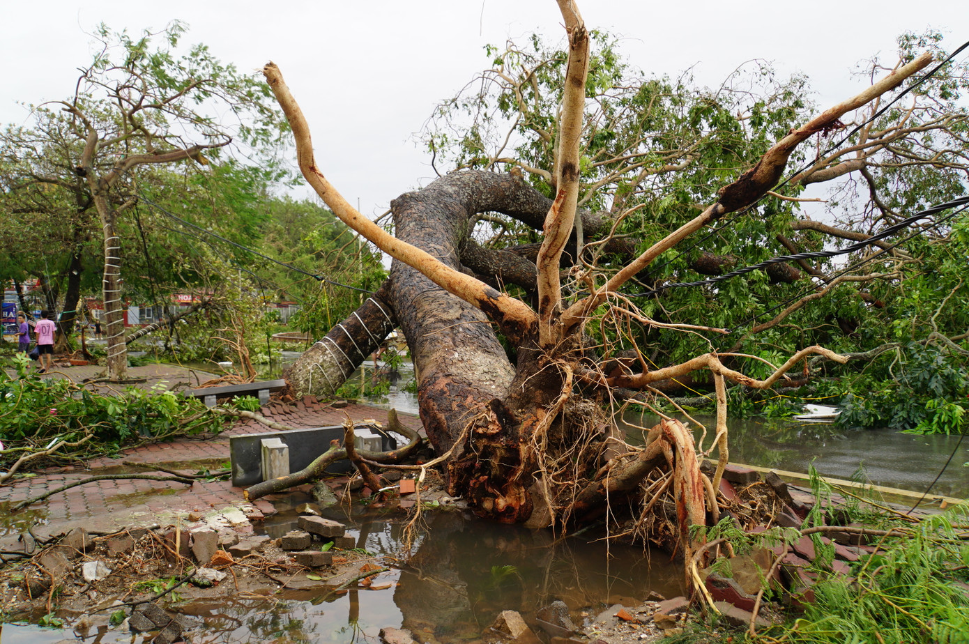 Theo quan sát, hàng nghìn cây xanh dọc các tuyến phố trung tâm quận, các tuyến đường ven biển Đồ Sơn bị bão quật đổ. Những cây còn lại không bị quật đổ nhưng cành lá trơ trọi, gãy gập. Theo quan sát, hàng nghìn cây xanh dọc các tuyến phố trung tâm quận, các tuyến đường ven biển Đồ Sơn bị bão quật đổ. Những cây còn lại không bị quật đổ nhưng cành lá trơ trọi, gãy gập.