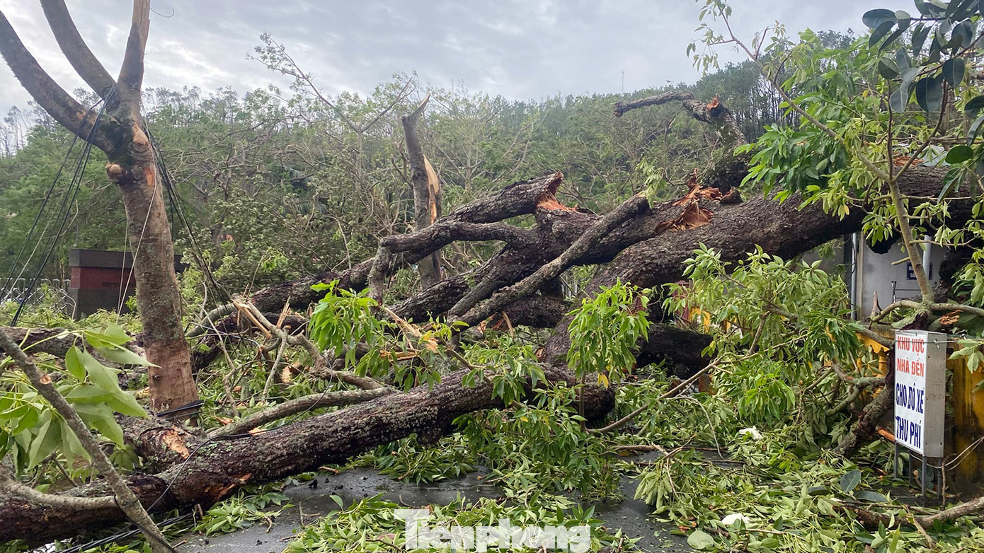 Một cây gạo cổ thụ 200 tuổi tại Đồ Sơn bị bão quật đổ. Một cây gạo cổ thụ 200 tuổi tại Đồ Sơn bị bão quật đổ.