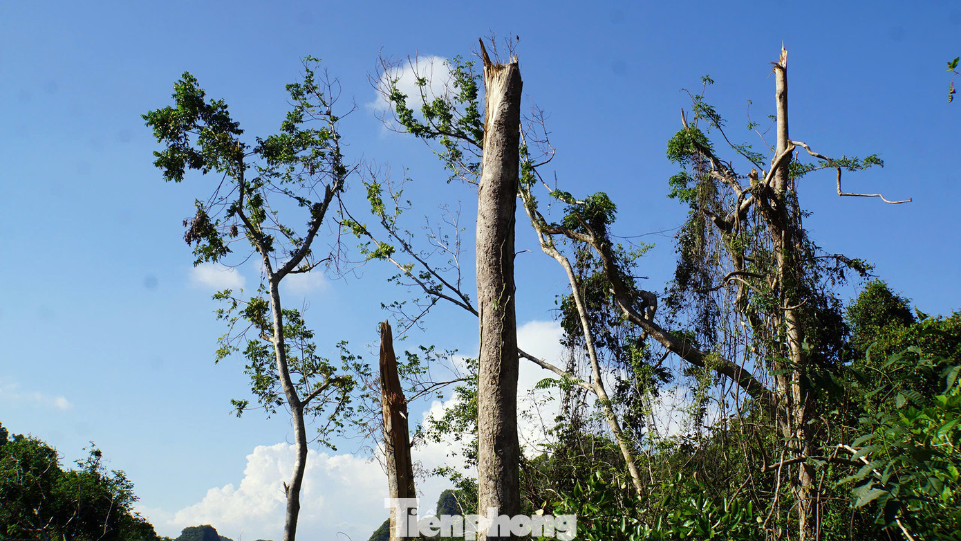 Nhiều cây gỗ lớn, gỗ quý gãy ngang thân, trơ trọi sau bão.