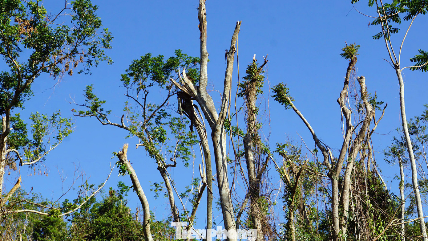 Hơn một tháng sau bão số 3, những cây gỗ lớn gãy ngang thân vẫn chi chít "vết thương".