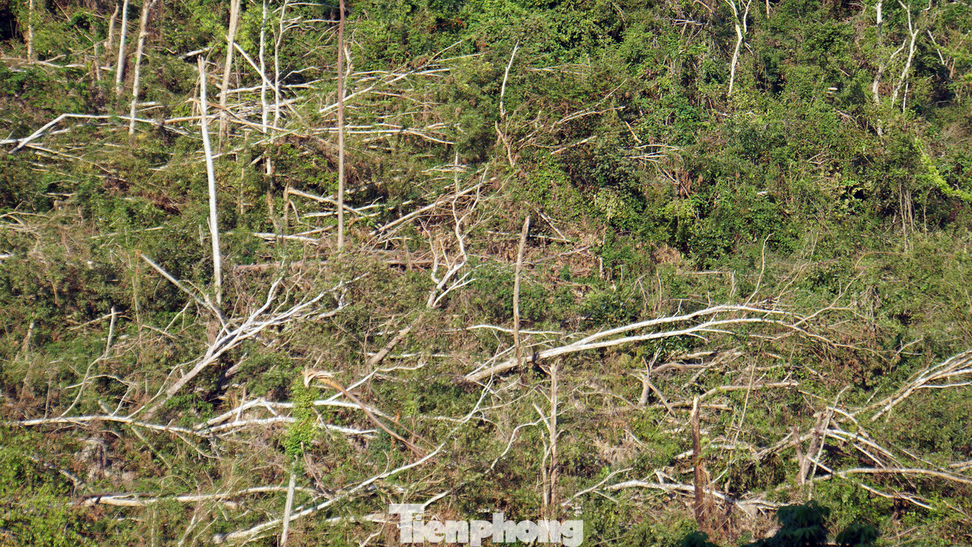 Một số khu rừng chỉ còn lại cây cỏ, cây thân mềm. Đại diện lãnh đạo Vườn quốc gia Cát Bà cho biết, đơn vị đang phối hợp với các tổ chức, đơn vị liên quan để tổ chức tuyên truyền, tập huấn công tác phòng cháy chữa cháy rừng, khôi phục cảnh quan thiên nhiên, bảo vệ môi trường vườn quốc gia sau bão số 3.