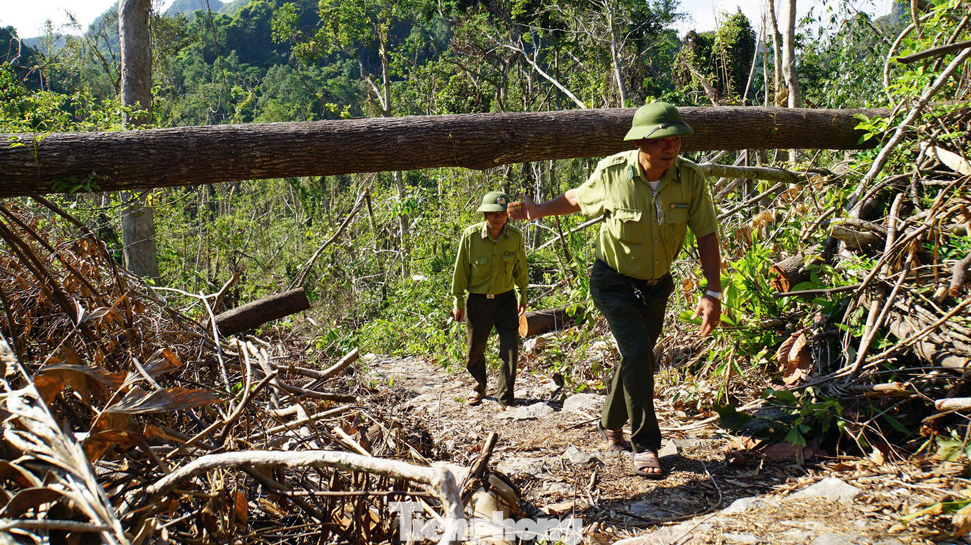 Đại diện lãnh đạo Vườn quốc gia Cát Bà cho biết, kể từ sau bão, lực lượng kiểm lâm ứng trực, tuần tra 24/24h để thống kê, kiểm đếm thiệt hại. Trước mắt, lực lượng kiểm lâm dùng cưa cắt cây gỗ chắn ngang đường mòn xuyên rừng để lấy lối di chuyển tuần tra, phòng chống cháy rừng mùa khô hanh; khôi phục lại hoạt động du lịch, tham quan.