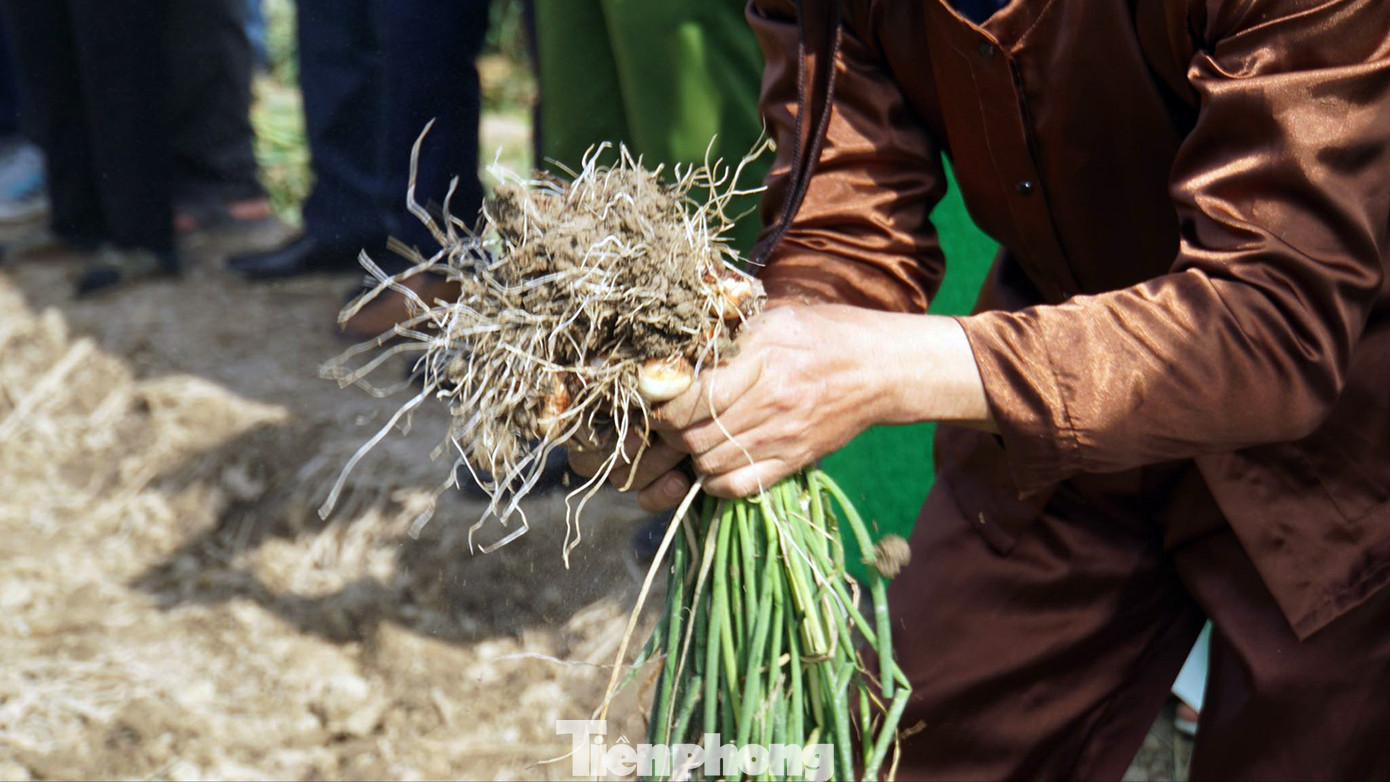 Tham gia lễ hội thu hoạch hành, tỏi có 3 nhóm nông nhân là người trồng hành tỏi ở các xã, phường thuộc thị xã Kinh Môn.