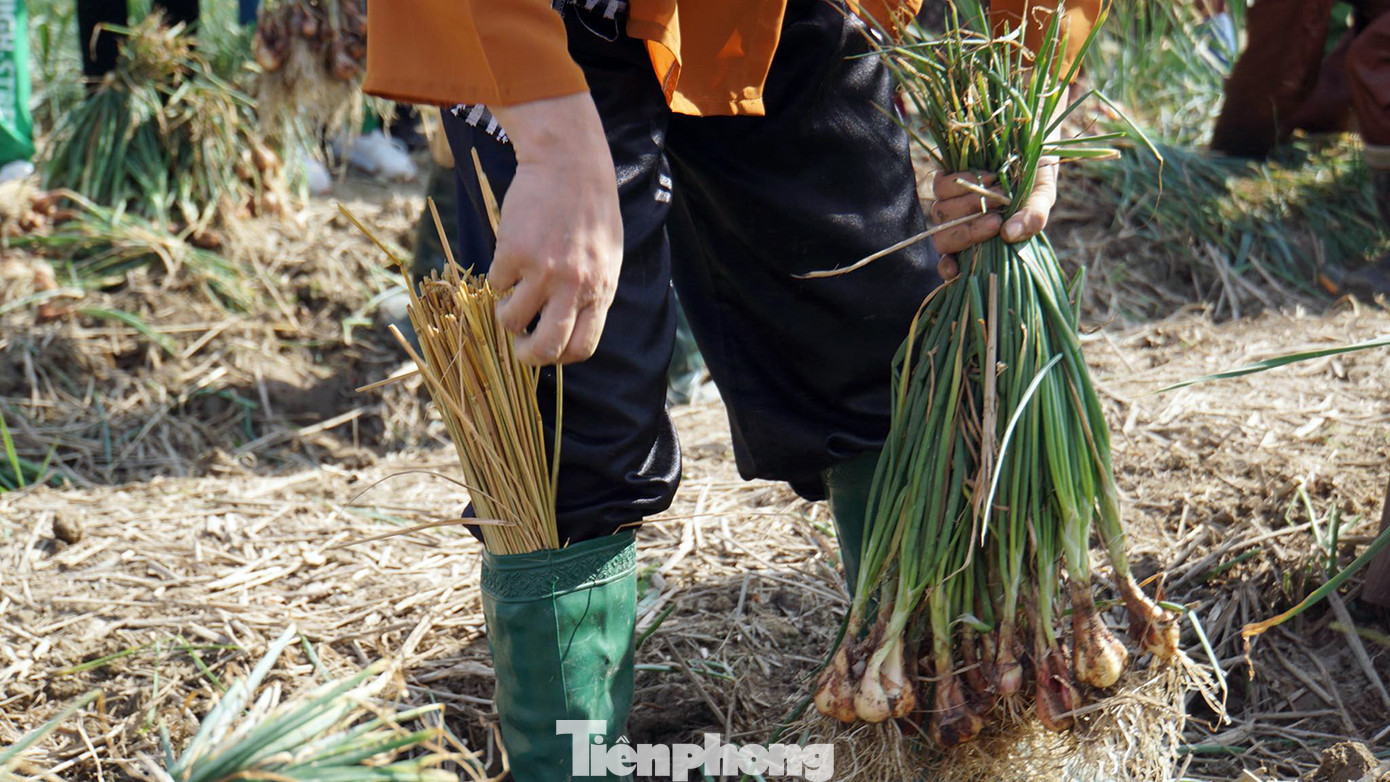 Mỗi đội tham gia thi đấu tranh tài nhổ 1 luống hành tỏi với các tiêu chí đánh giá: tốc độ nhanh nhất, bó hành tỏi đẹp nhất và nhổ được củ hành to nhất.