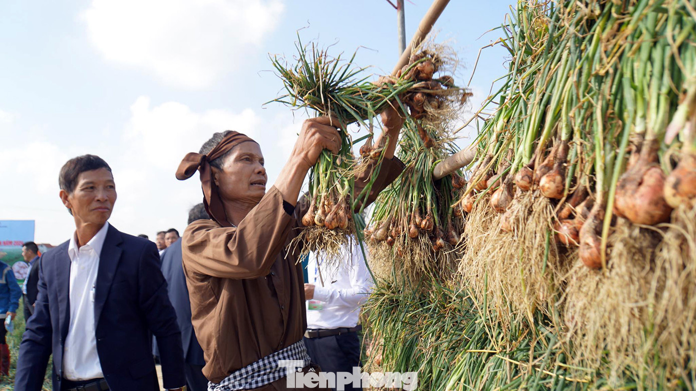 Sau khi được thu hoạch, hành tỏi được người dân treo lên giá tre phơi khô.