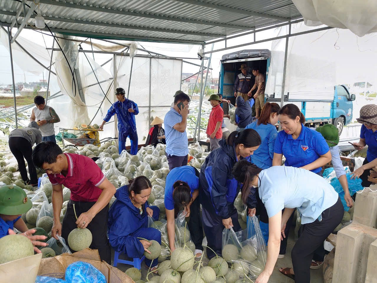 Tính đến hết ngày 11/9, các cấp bộ Đoàn Hải Dương đã hỗ trợ người dân giải cứu 70 tấn nông sản, gần 20 tấn cá lồng bè các loại. Đồng thời, phối hợp với Hội Doanh nghiệp trẻ tổ chức chương trình giải cứu, thu mua nông - thủy sản cho người dân.