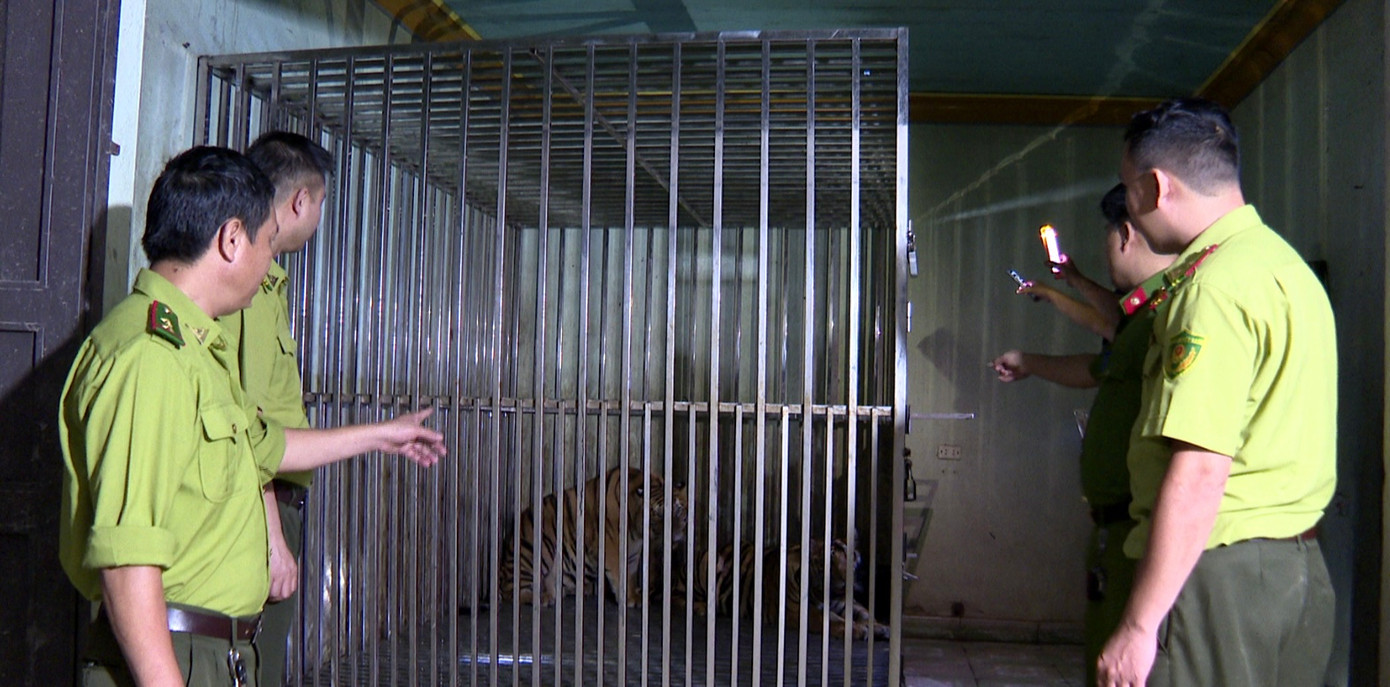 Lực lượng chức năng kiểm tra lồng thép nhốt nuôi 2 cá thể hồ. Ảnh: Minh Hảo/BHD