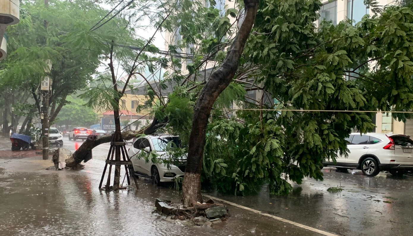 Một cây xanh trên phố Trần Quang Khải (Hải Phòng) bị mưa dông quật đổ đè trúng ô tô trên đường.