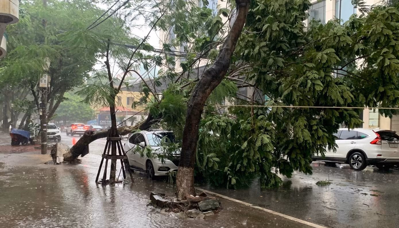 Một cây xanh trên phố Trần Quang Khải (Hải Phòng) bị mưa dông quật đổ đè trúng ô tô trên đường.
