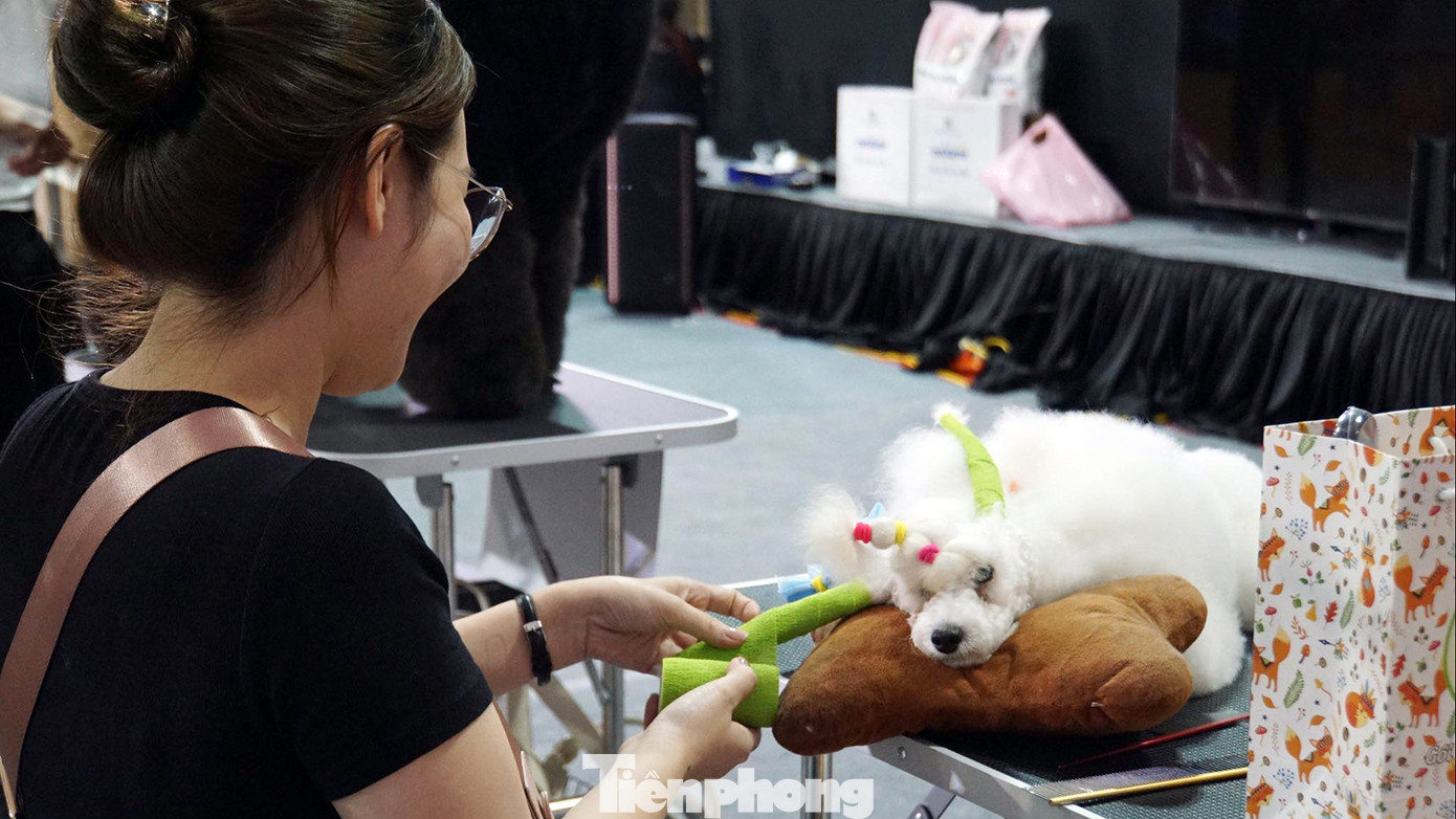 Ngoài các cuộc thi chó đẹp, còn có cuộc thi về làm đẹp cho chó dành cho những chuyên gia chăm sóc, tạo hình.